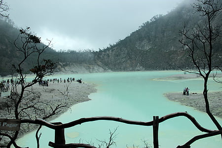 trees beside body of water thumbnail