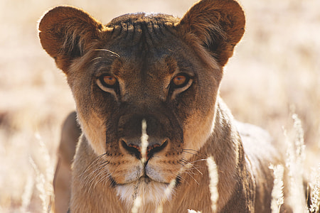 A lion lies in the grass in Botswana, Africa thumbnail