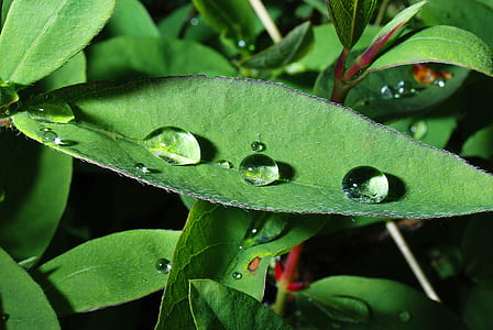 selective-focus photography of water due on leaf thumbnail