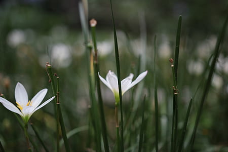 blur, leaves, flower, bloom thumbnail