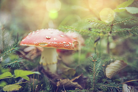 selective focus photography of red and white fungi thumbnail