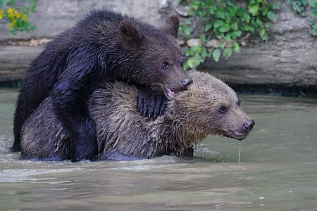 two brown grizzly bears in body of water thumbnail