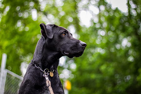 selective focus photography of black great dane thumbnail