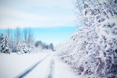 green trees covered with snow thumbnail