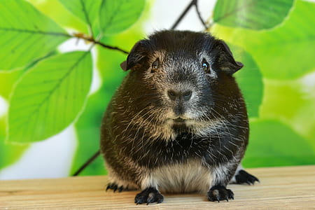 close-up photo of black and white rodent standing on brown surface near green leaf thumbnail