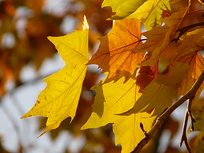 Leaves, Maple Leaved Plane thumbnail