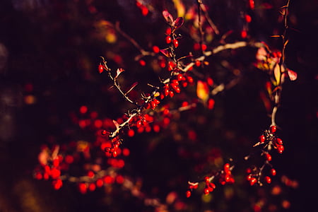 shallow focus photography of red plant thumbnail