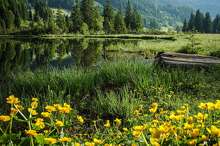 green grass field thumbnail