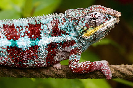 red and blue chameleon on brown rope thumbnail