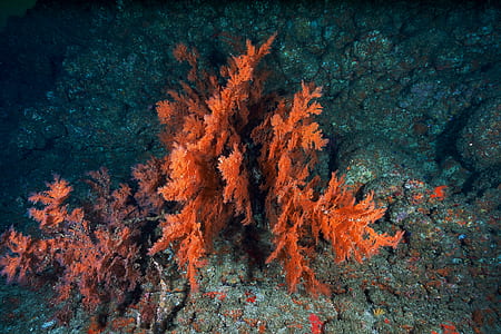 orange seaweeds near coastal rock thumbnail