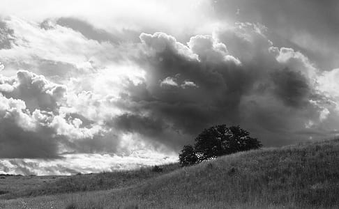 Greyscale Photo of a Tree Under Cloudy Sky at Daytime thumbnail