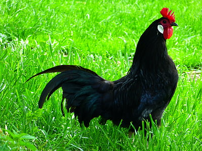 black and red chicken on green grass thumbnail