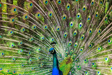 Blue Green and Brown Peacock thumbnail