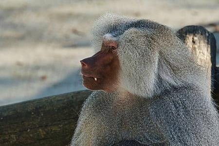 Japanesne monkey thumbnail