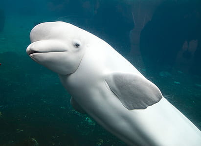 beluga dolphin thumbnail