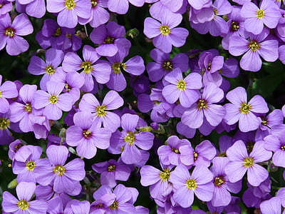 photo of purple petaled flowers thumbnail