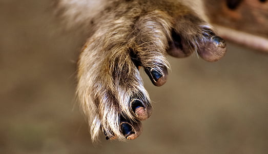 brown animal hand thumbnail