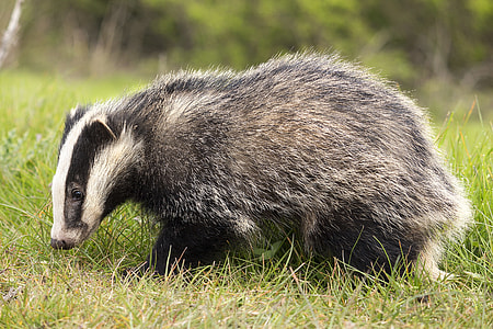 gray and white skunk on green grass field thumbnail