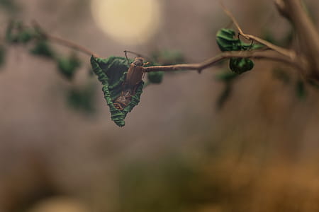 Two Brown Beetles on Leaves thumbnail