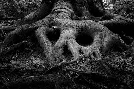 gray tree roots thumbnail