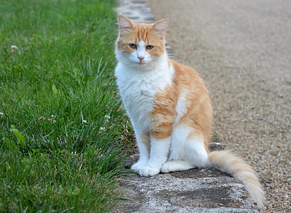 white and orange tabby cat siting on concrete pavement thumbnail