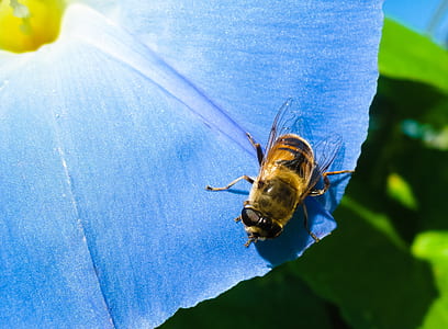 bee on flower thumbnail