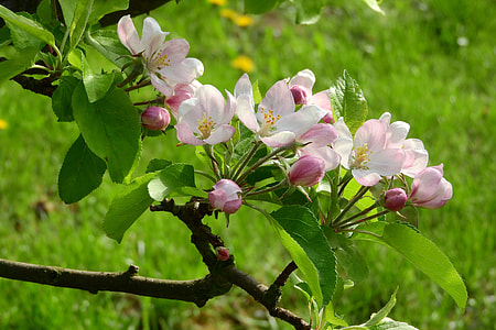 Apple-Blossom, Apple Tree thumbnail