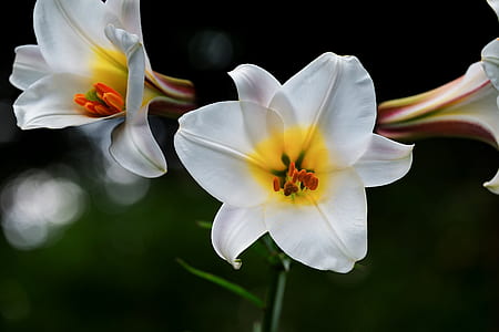 selective focus photography of two white-and-yellow petaled flowers thumbnail