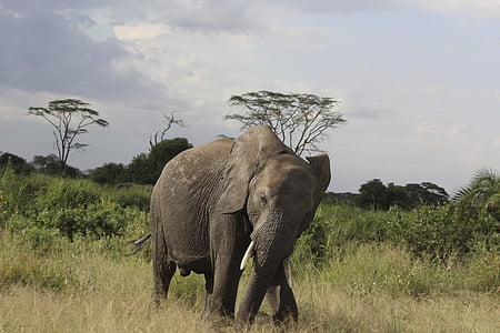 gray elephant on green grass under gray sky during daytime thumbnail