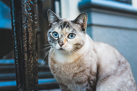 selective focus photograph of short-haired brown cat thumbnail