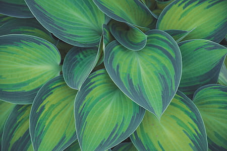Green Leaf Plants thumbnail