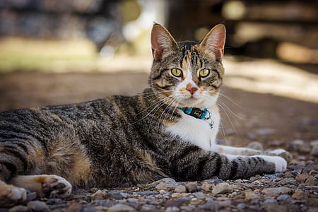 brown tabby kitten lying on ground thumbnail