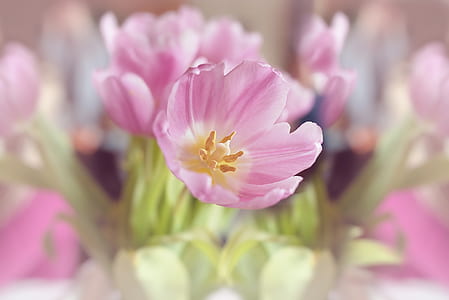 selective focus photography petal flower thumbnail