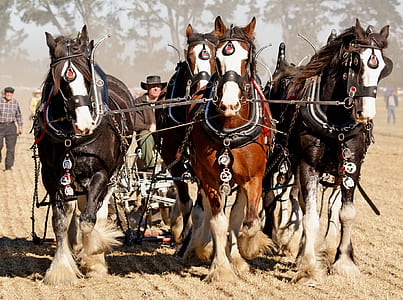 four horse carriage photograph thumbnail