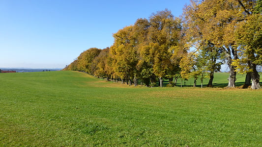 landscape photography of tree thumbnail