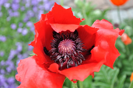 red poppy flower in close-up photography thumbnail