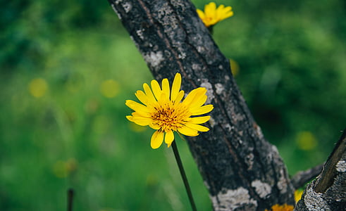 selective focus photography of yellow petaled flower near tree brunch thumbnail