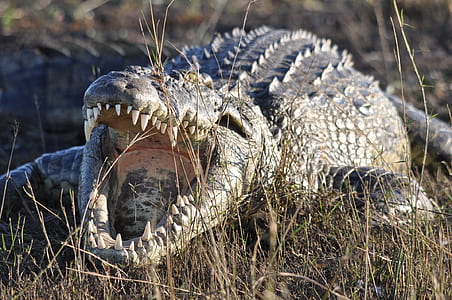 saltwater crocodile on grass field thumbnail