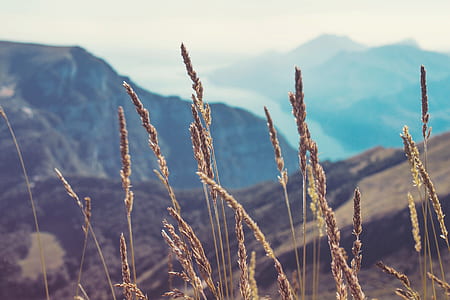brown wheats facing mountains thumbnail