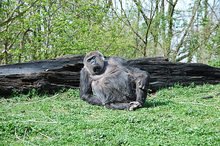 chimpanzee sitting on grass in front of wood thumbnail