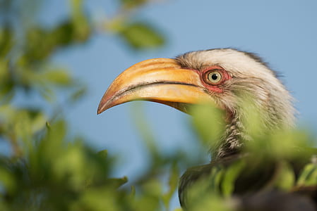 selective focus photography of white and grey bird near green leaf tree thumbnail