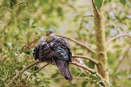 Gray and Brown Bird on Tree Branch thumbnail