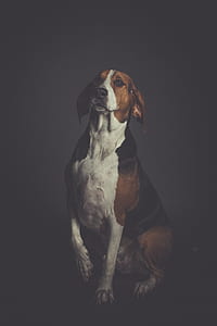 adult black, white, and tan American foxhound sitting on floor thumbnail