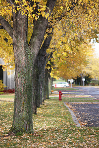 brown leaf falling on trees thumbnail