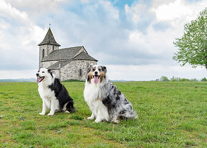 two black-and-white and tricolor merle Australian shepherds on grass open field behind brick church thumbnail
