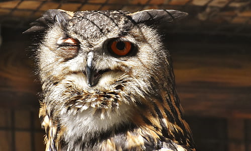 close up photo of brown owl thumbnail