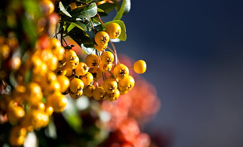 close-up photography of round yellow fruits thumbnail