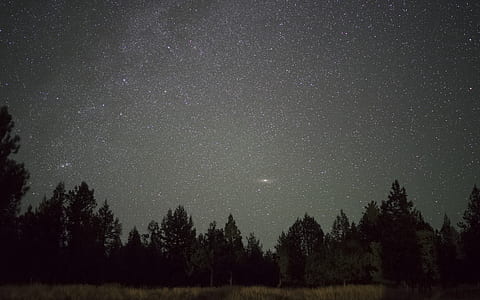green leafed trees at nighttime thumbnail