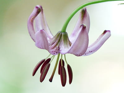 selective focus photography of pink lily in bloom thumbnail