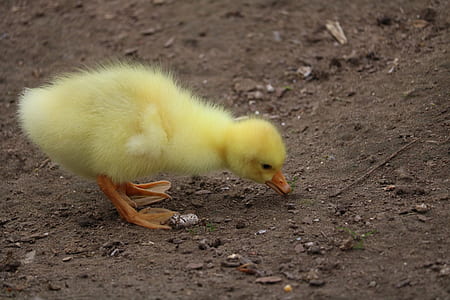 yellow duckling eating thumbnail